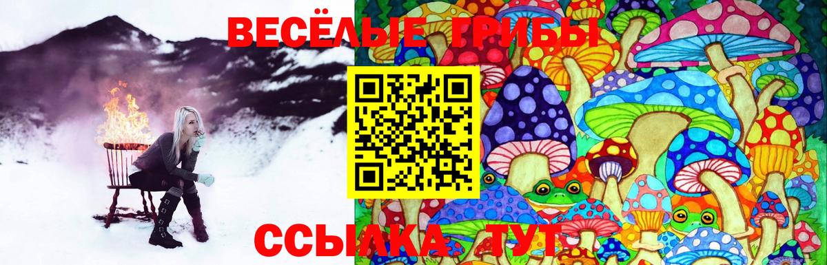 Галлюциногенные грибы Psilocybe Мурино